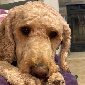 Meet your Posher, Colin